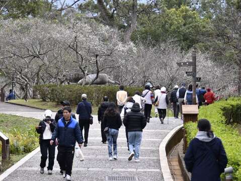 2026角板山行館梅花季，邀您漫步行館賞梅去!