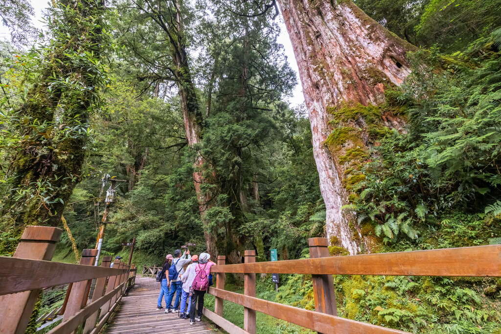 【走入拉拉山巨木原鄉|拉拉山生態旅遊開放報名中 】