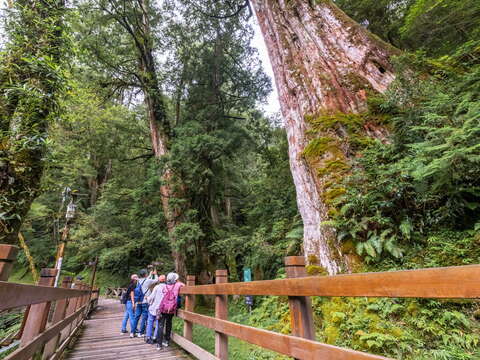 【走入拉拉山巨木原鄉|拉拉山生態旅遊開放報名中 】