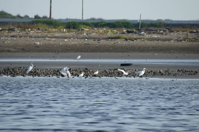 許厝港濕地