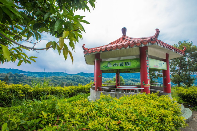 龍潭三水里茶園