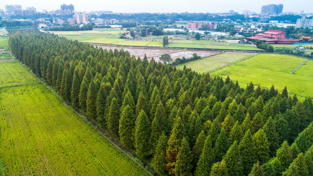 南興落羽松（原 八德落羽松森林）