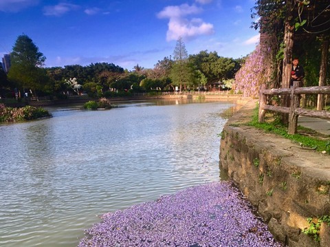 桃園花訊 3 4月龜山大湖紀念公園紫藤花 照片來源 龜山區大湖里里長蔡招治 桃園觀光導覽網