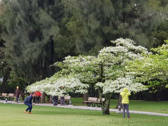 佳安里(石門十一份)