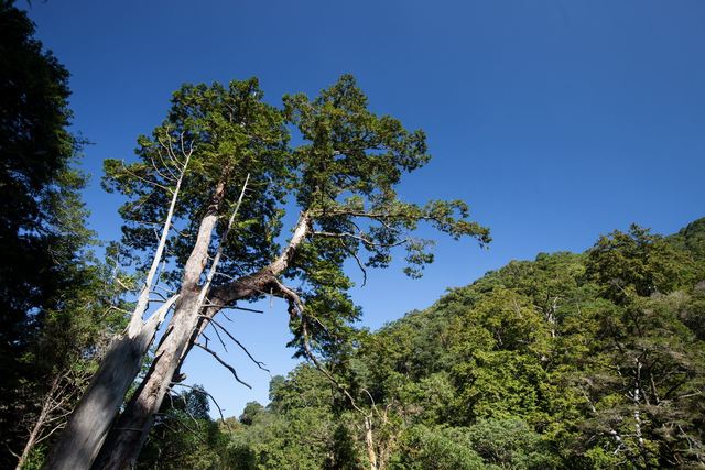 拉拉山自然保护区参天古木