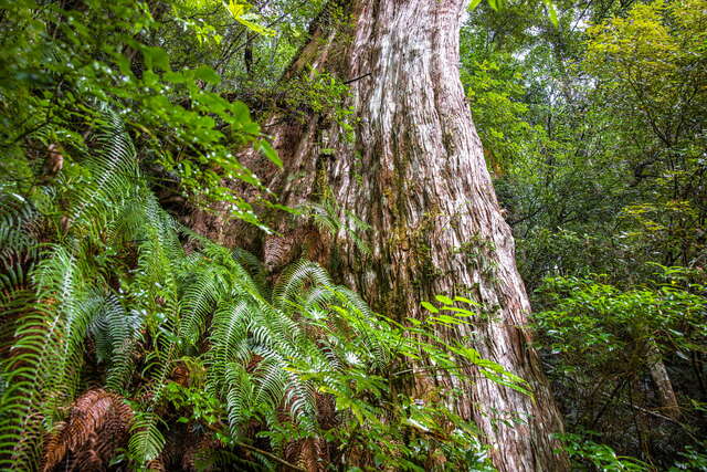 巨木树围达数十公尺