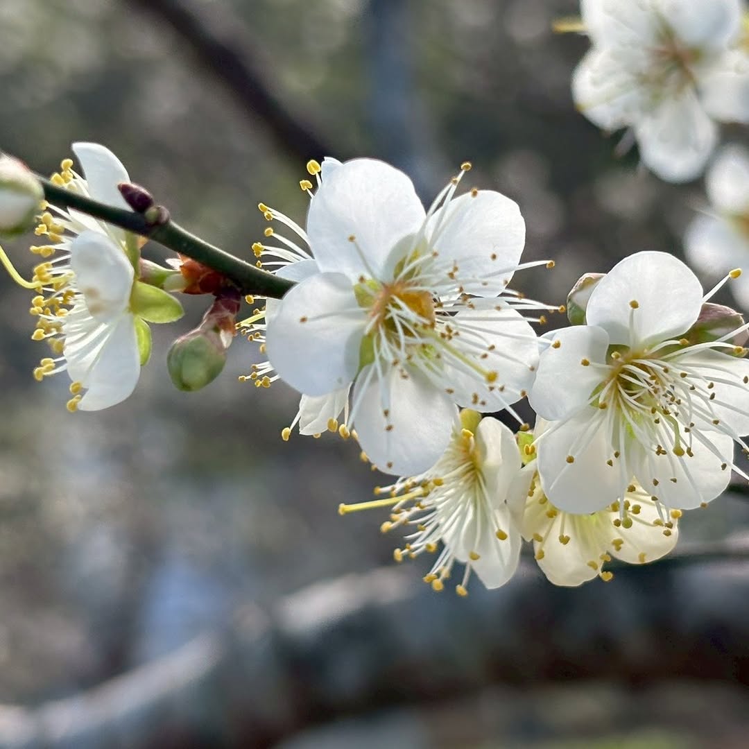 【 #跟著小桃走 2026角板山行館梅花季】北台灣冬季最浪漫的賞花時刻來了！角板山行館園區近 300 棵梅花陸續綻放，目前花況約5...