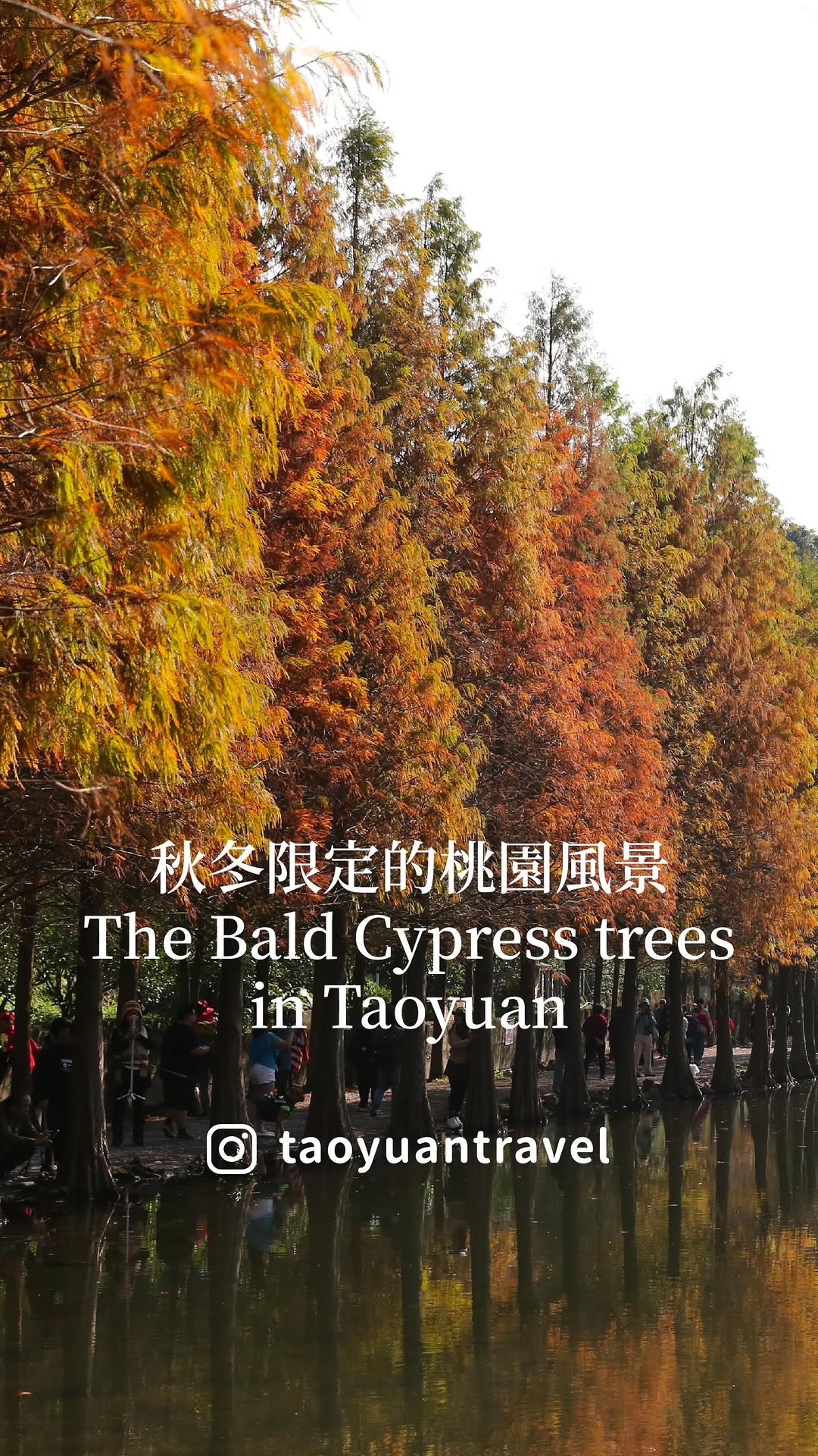 【 #今天去哪玩？ 秋冬限定的桃園風景 】來桃園看落羽松吧！落羽松現正染上溫柔色彩，每一站都能讓你拍出大片！月眉人工濕地湖光倒影與...