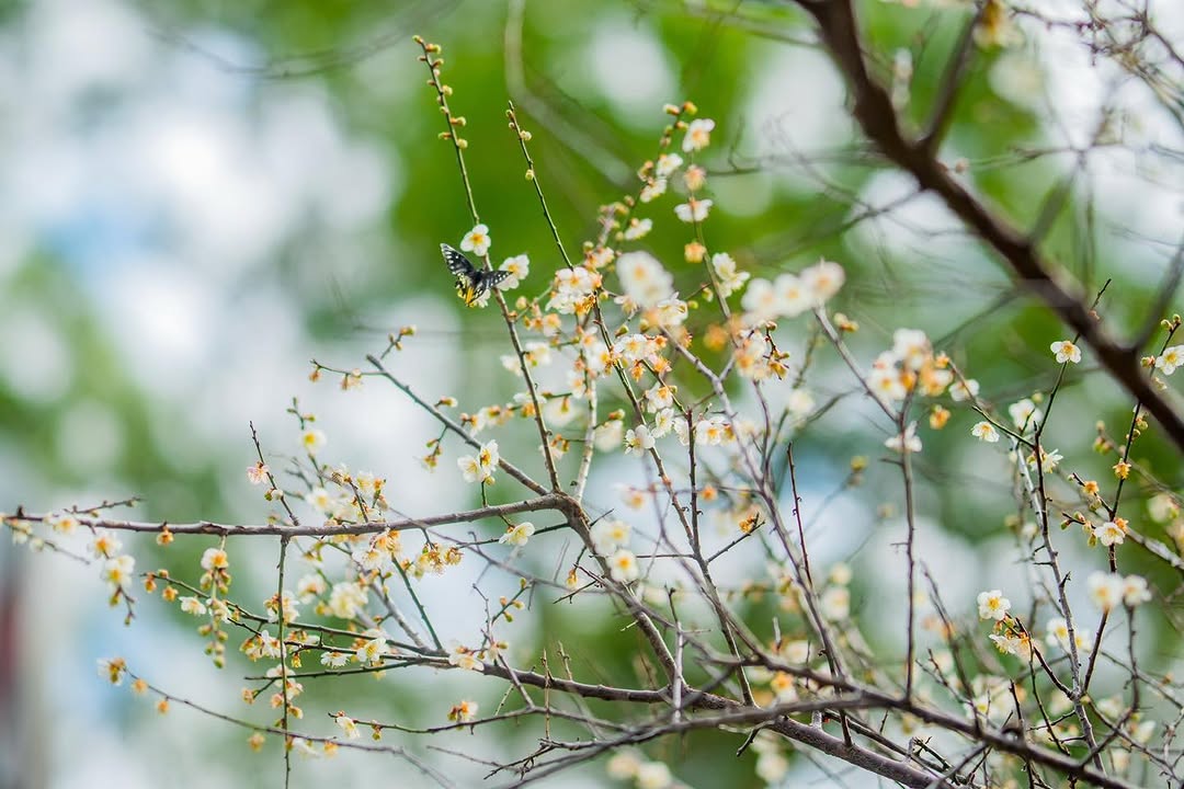❄️角板山行館 #梅花季 賞梅正熱鬧❄️桃園觀光大使人氣超狂角板山行館下午限定的舒華桌曆還沒到 2 點就已排滿人潮，現場直接送光！...
