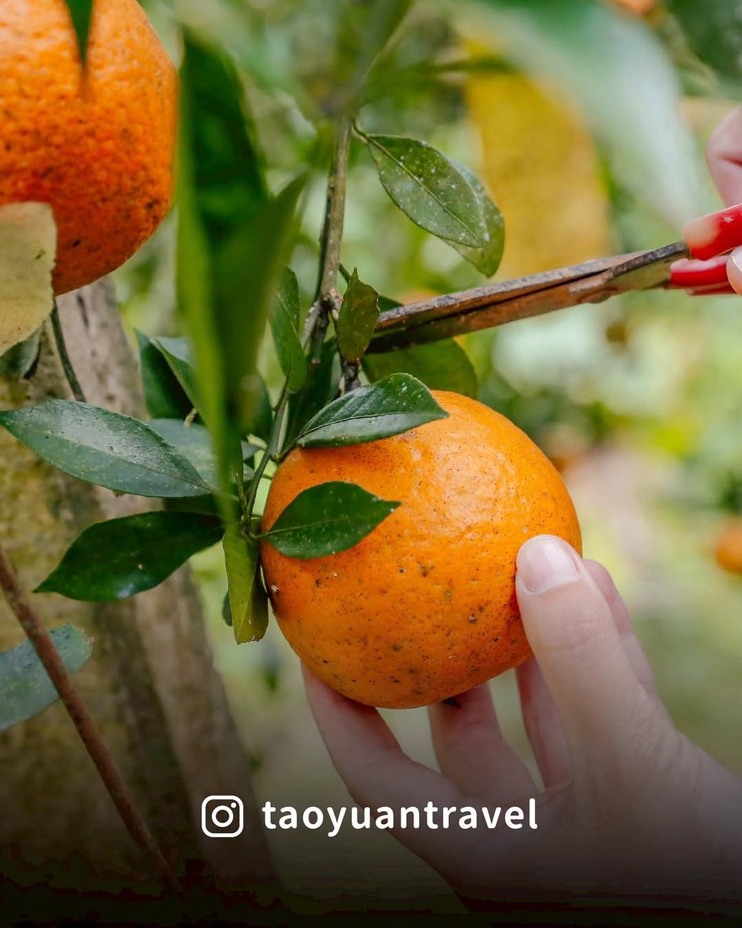 【 #跟著小桃走 到大溪春耕農場採橘子】藏身在大溪山腰的 #春耕農場 能夠體驗採橘子！現在正是最香甜的 #採橘季節一整片橘子園沿著...