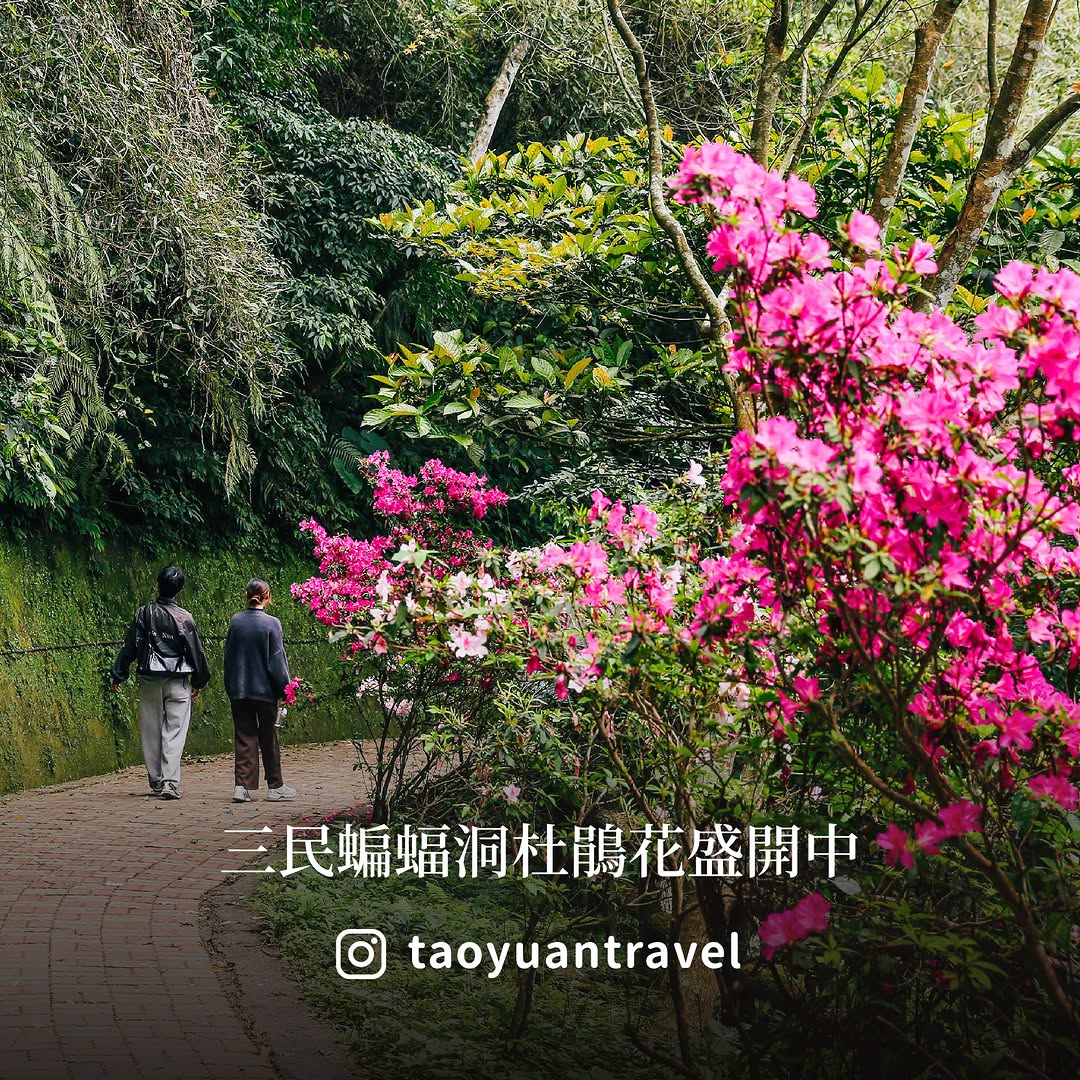  #秘境不秘密 蝙蝠洞杜鵑花盛開中 /你知道嗎？在桃園 #蝙蝠洞，杜鵑花正低調綻放中沿著步道慢慢走，不只花景療癒還能感受滿滿的山林...