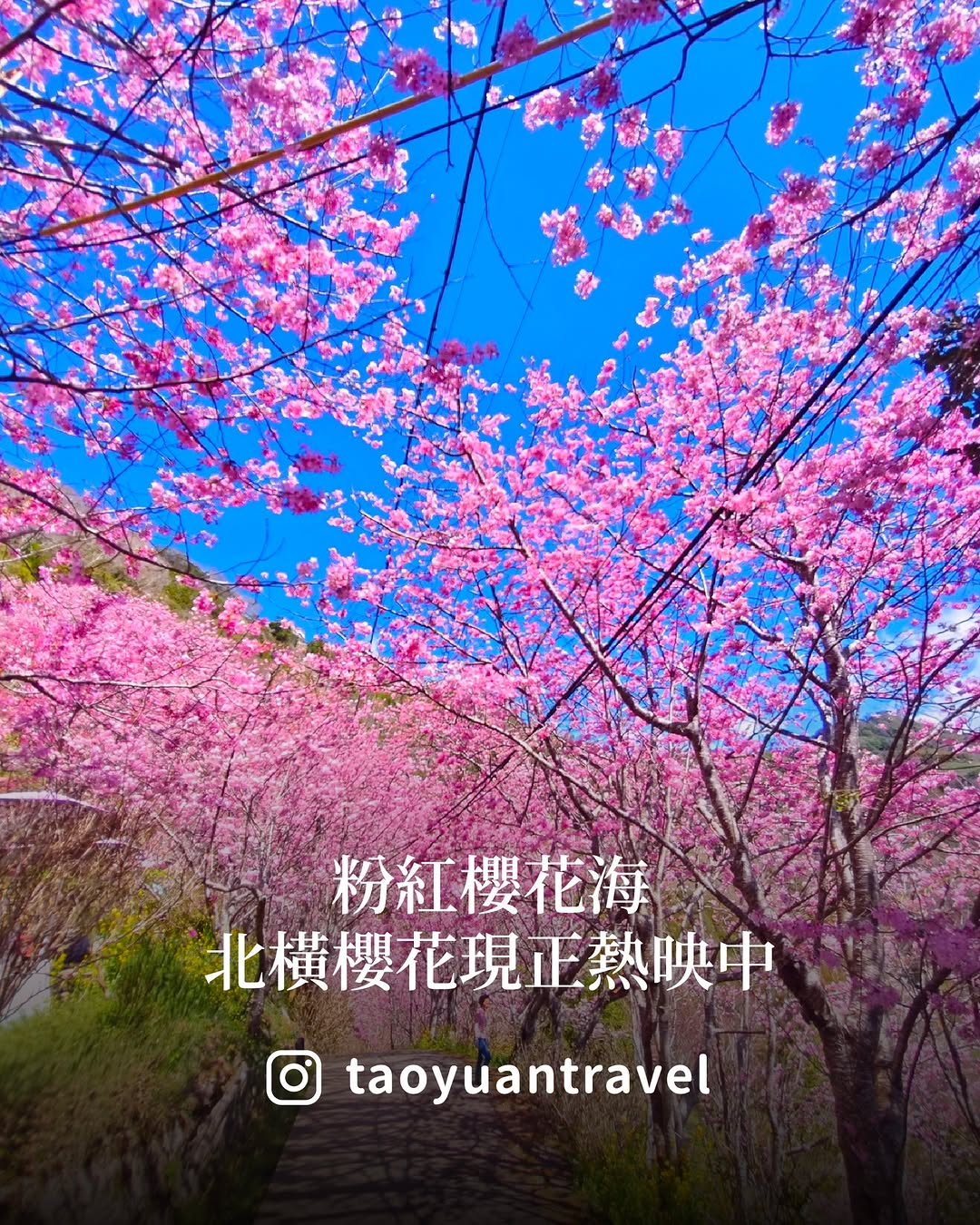 ＼#桃園旅遊去 北橫櫻花現正熱映中／最近的北橫真的美到犯規沿著 北橫公路 一路往山上開，整片櫻花直接鋪滿山頭，粉到不真實現在最美的...