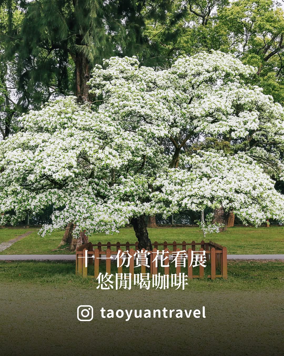 【 #週末桃去哪 十一份賞花×看展×喝咖啡】陽光灑落、翠綠大草坪，還有 #流蘇花 正悄悄盛開這樣的週末，來這裡放鬆剛剛好☀️跟著小...