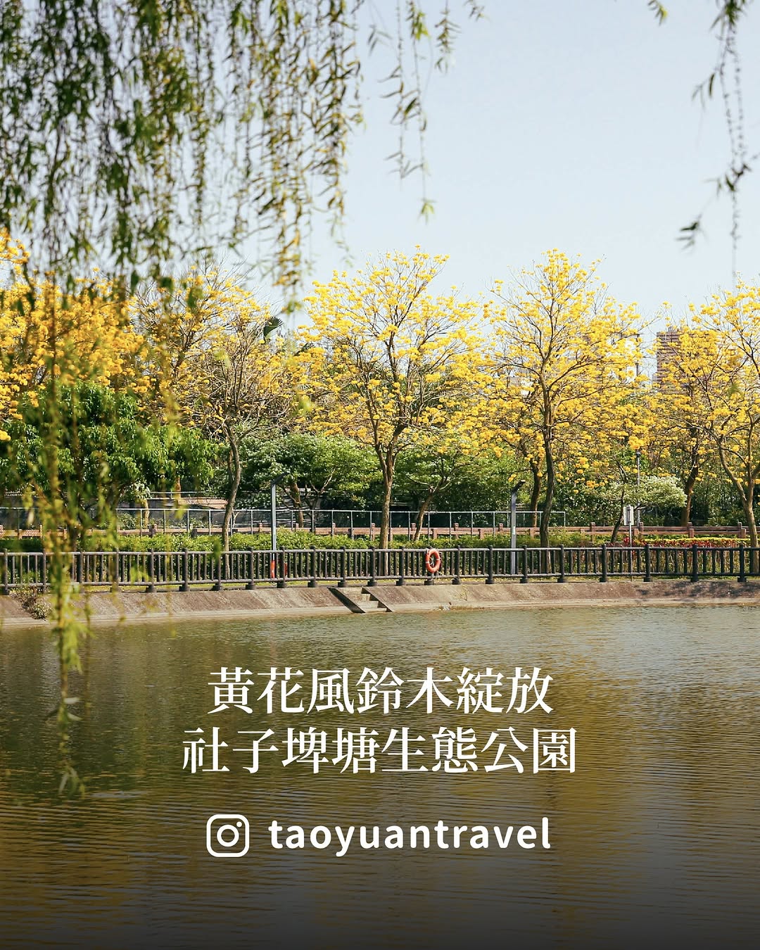 【 #跟著小桃走 平鎮隱藏版雙色花景！】你喜歡賞花嗎？快來看小桃子的花況報報在平鎮的 #社子埤塘生態公園一次就能蒐集金黃的黃花風鈴...