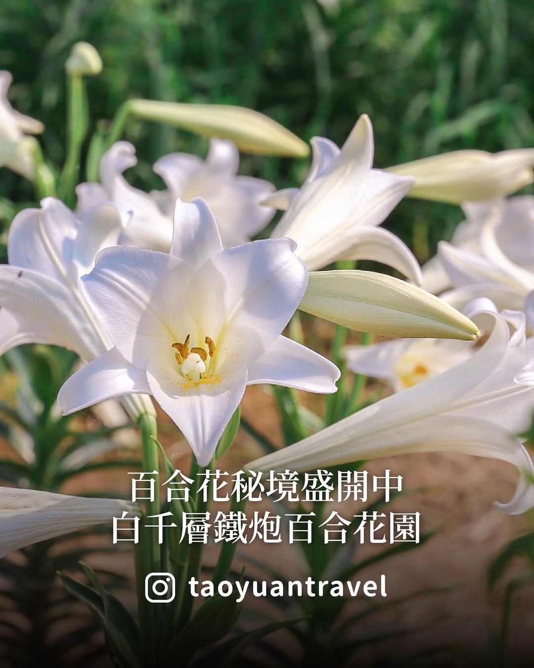 【 #秘境不秘密  百合花秘境盛開中 】Taoyuan is a year-round flower destination Ev...