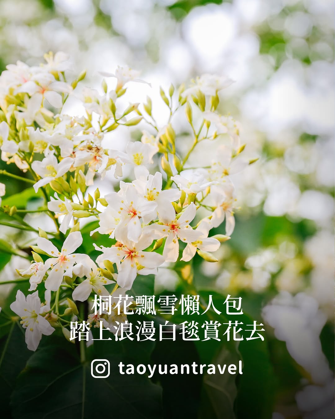 【 #懶人包 桐花飄雪、米干飄香 一次收 】四、五月的桃園，山林裡正悄悄「下雪」滿山 #油桐花 綻放，為大地鋪上一層浪漫白毯不只賞...