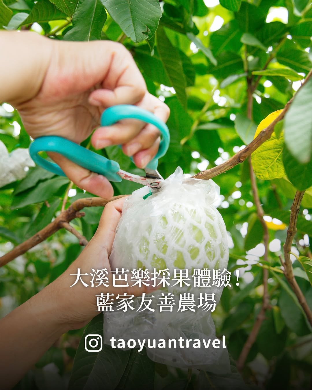  #桃園旅遊去 大溪芭樂採起來～～ /想體驗採果樂趣，不用跑遠！來桃園大溪，就能享受現採現吃的幸福滋味現在正是芭樂採收季節，位在大...