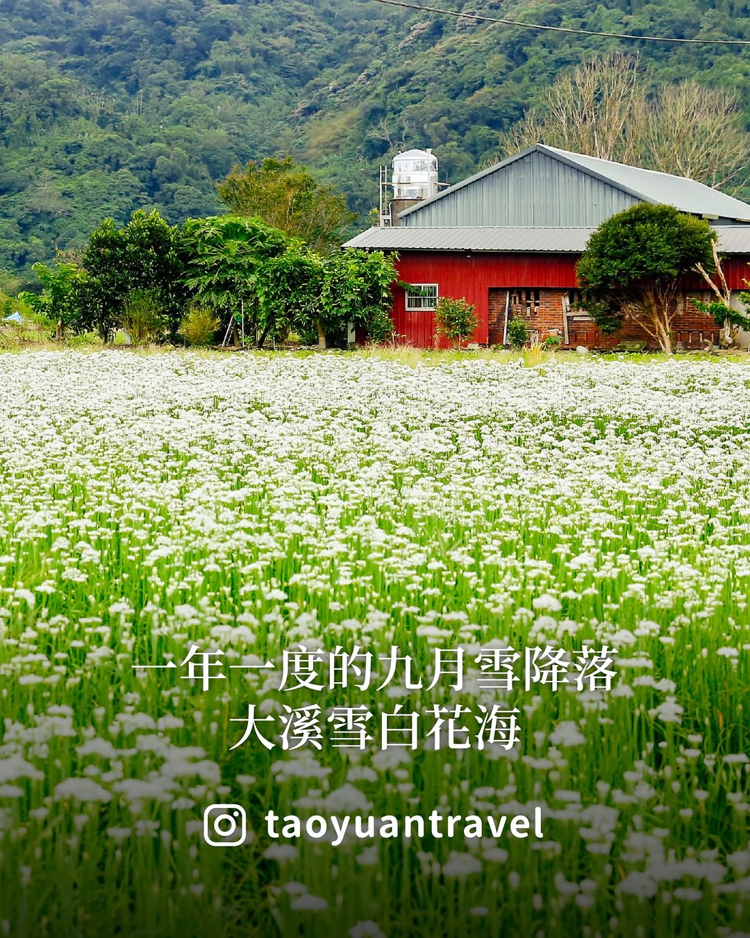 【 #大溪韭菜花季 一年一度的九月雪降落❄️】9月來大溪就能遇見一片雪白花海一年一度的 #九月雪 已經盛開中來大溪中庄不只可以賞花...