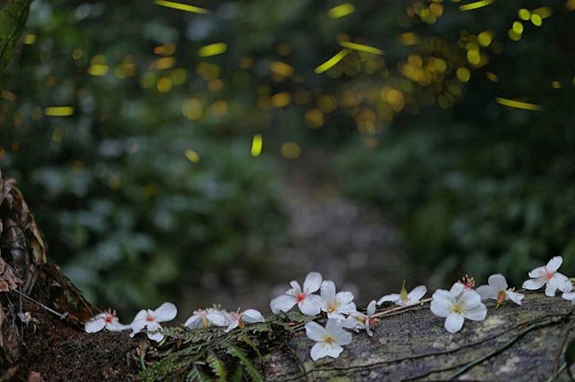 小粗坑古道 桃園観光旅行