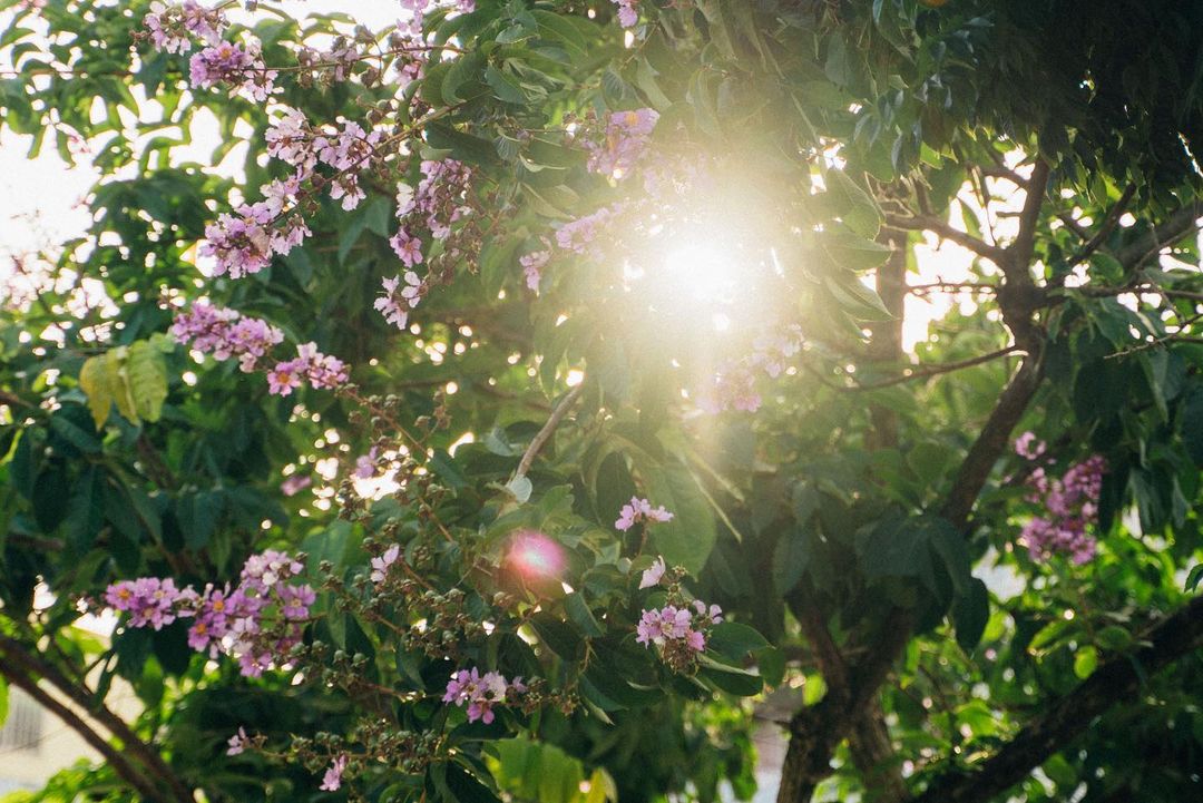 今天是「夏至」，太陽會在這天直射北迴歸線，因此也是北半球白晝最長、黑夜最短的一天。台語俗諺則說：「夏至風颱就出世。」代表這段時間就...